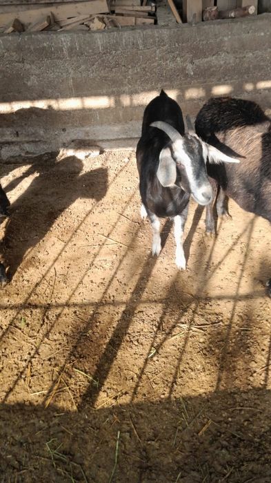 козы продается ешкі сатылады