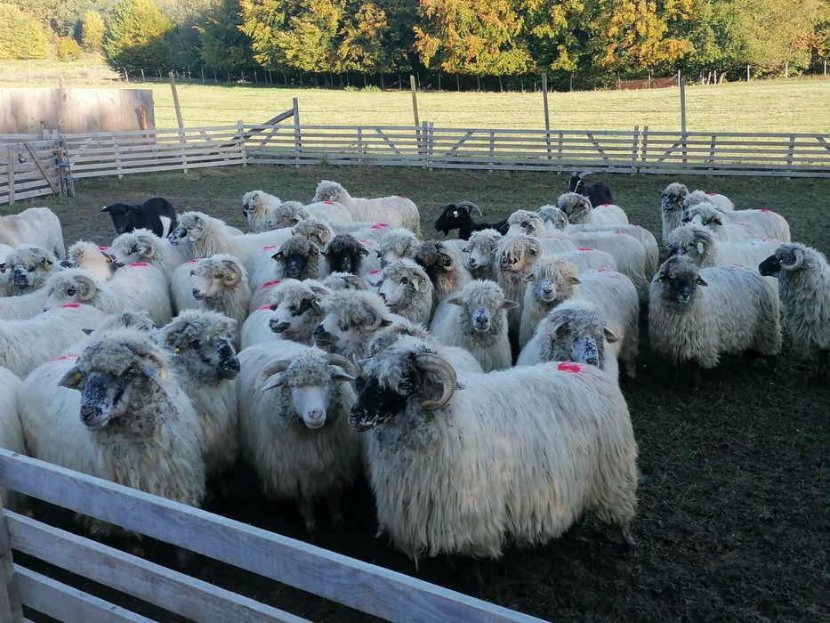 Vand oi bune de ținut