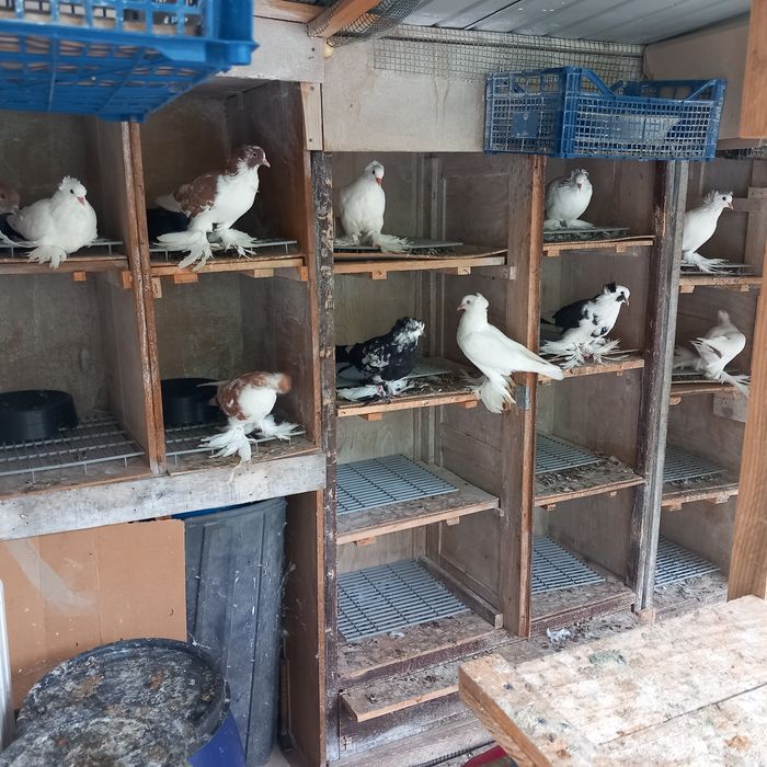 Porumboi uriasi maghiari