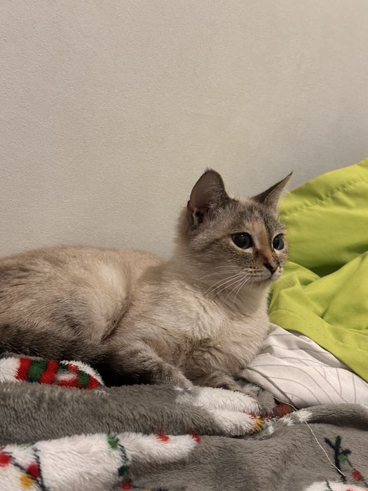 отдам кошечку в добрые руки