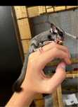 Sugar glider ( Veverita zburatoare )
