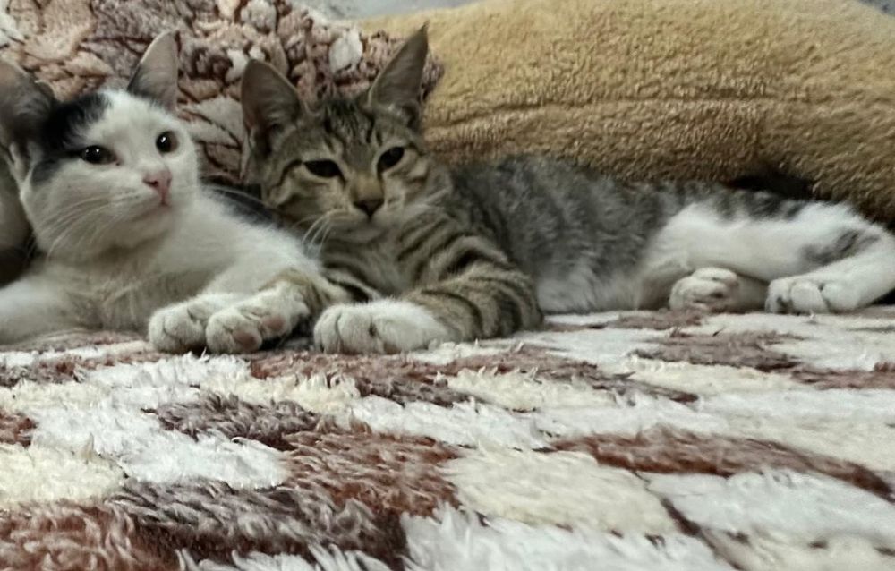 Отдам котят в добрые руки