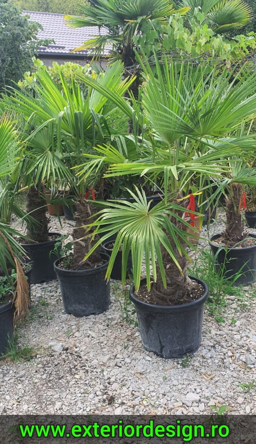 Palmier rezista la frig Trachycarpus Fortunei, rezista la îngheț