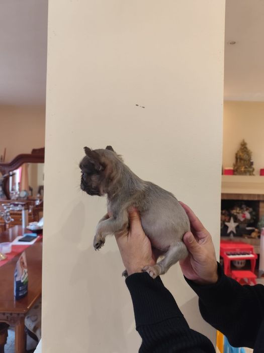 Bulldog Francez Fluffy  – pui rar, blană lungă, aspect deose