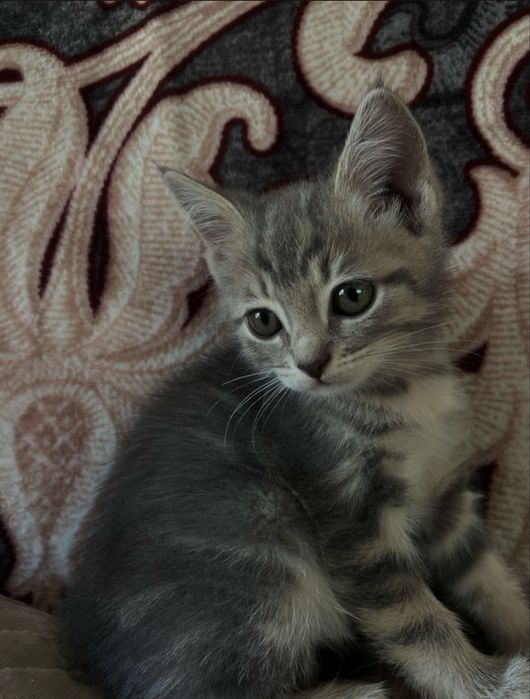 Отдам 3 котят в добрые руки