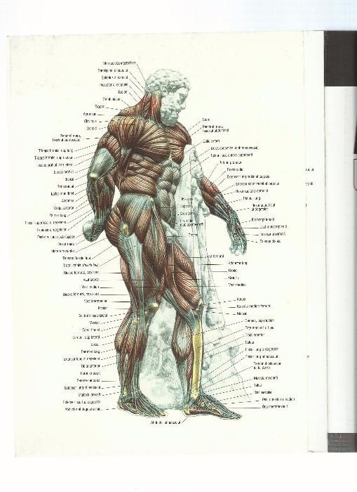 Cartea Anatomia unui corp perfect cu transport inclus cu posta romana