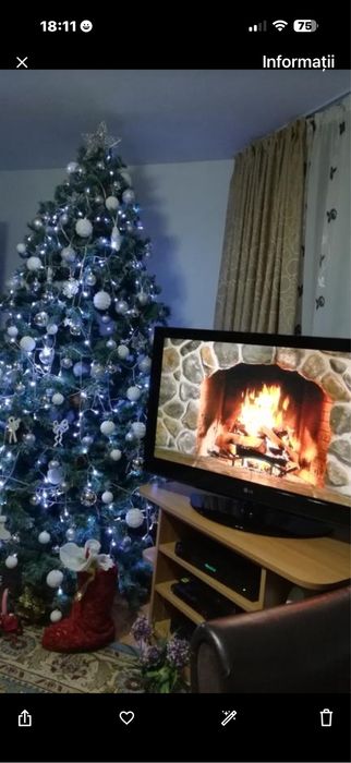 Vand brad in perfecta  stare cu inaltinea de 2,40 m cu conuri