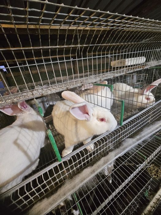 Vand iepuri cu transport la domiciliu.