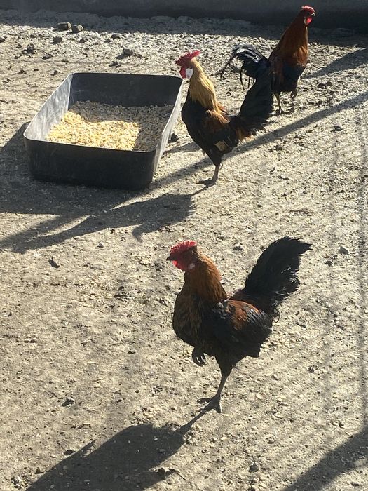 Cocosi pitici  se vinde sau schimb