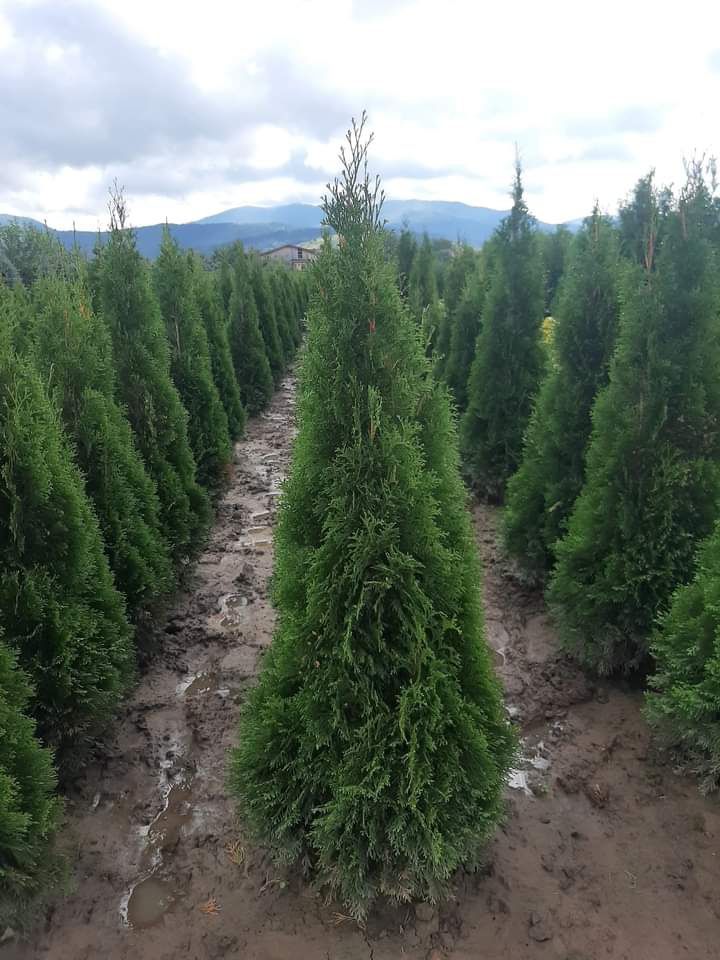 Plante ornamentale brazi arginti Brazi normandieni