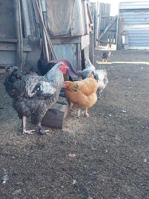Продам петухов брама