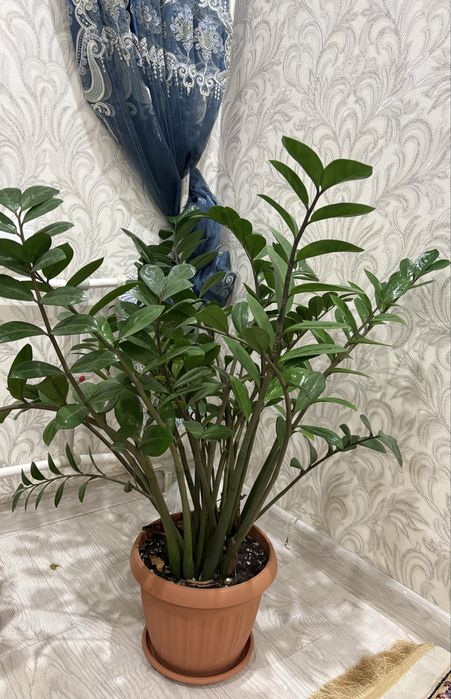 Комнатные цветы