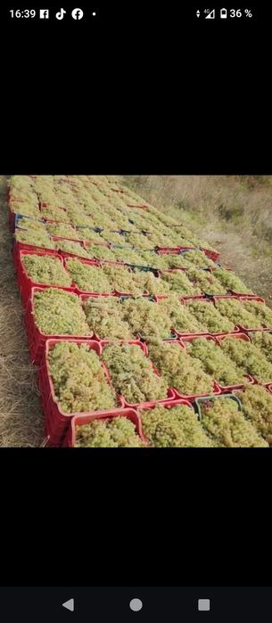 Struguri de vin producție 2025