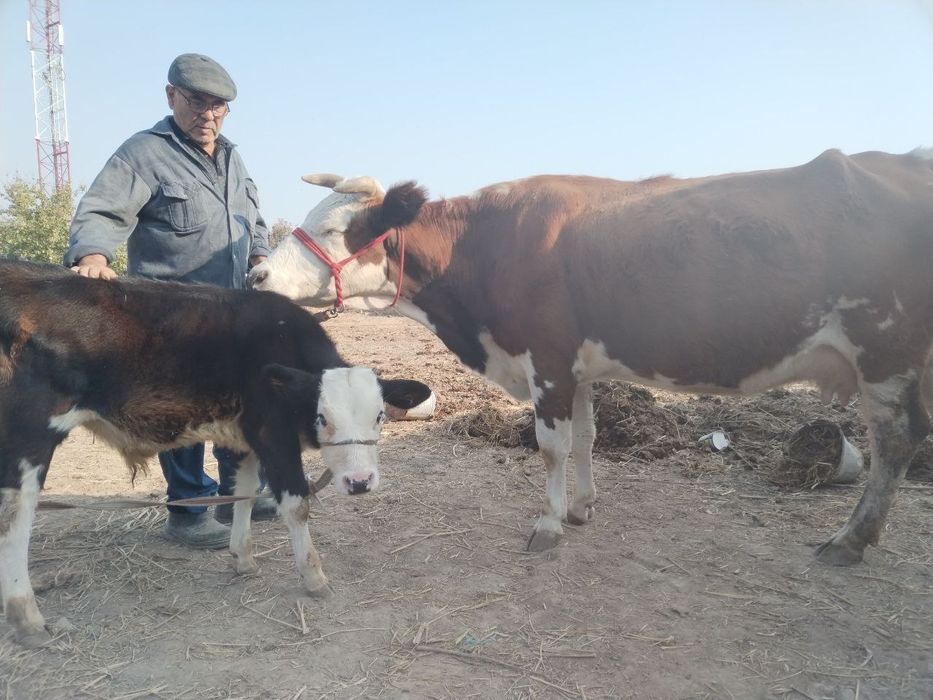 Она бола сигирлар