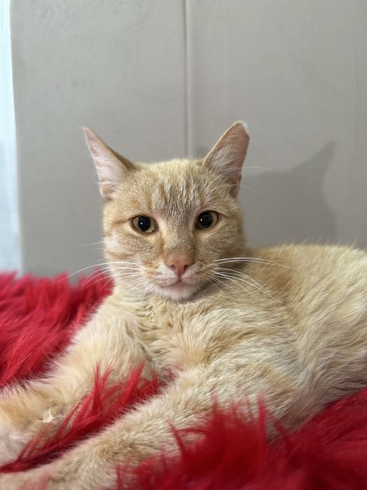Рыжий Котик ищет семью. Кастрирован