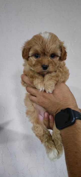 Готовы переезду Мальтипу Ф1