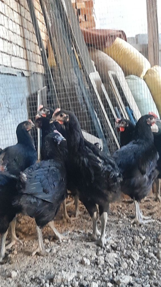 Gigat qora shaxzoda 2 oylikdan oshkan xorozlar faqat xorozlar sotiladi
