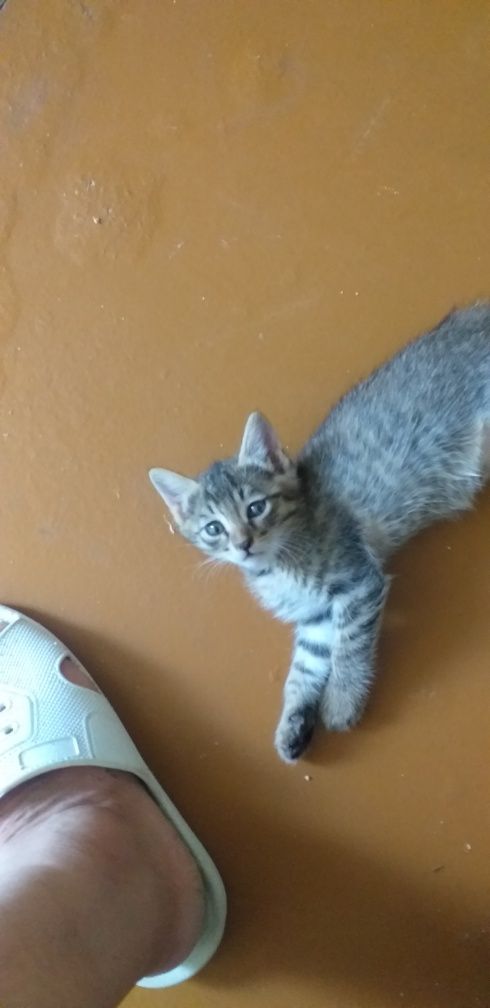 Отдам даром бесплатно котят