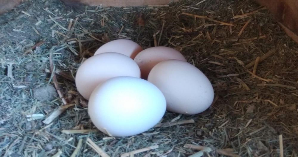 Продам яйца домашние. От счастливых кур. Содержатся на вольном выгуле.