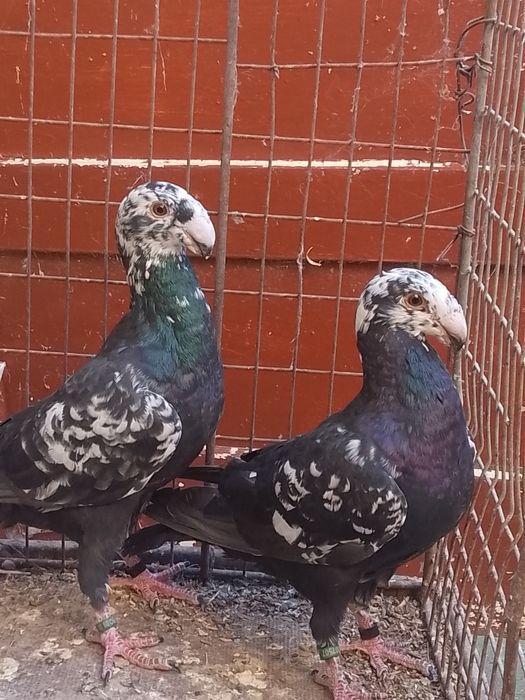 10 germani la ofertă