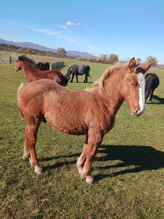 De vanzare 4 manzi ( 2 femele si 2 masculi)