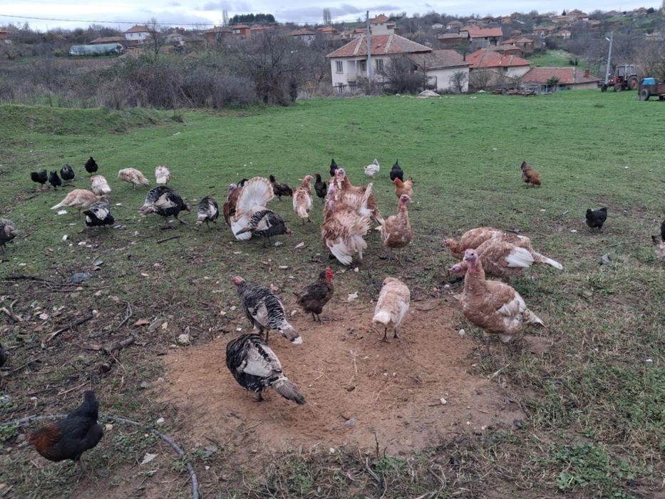 Продавам домашни пуйки