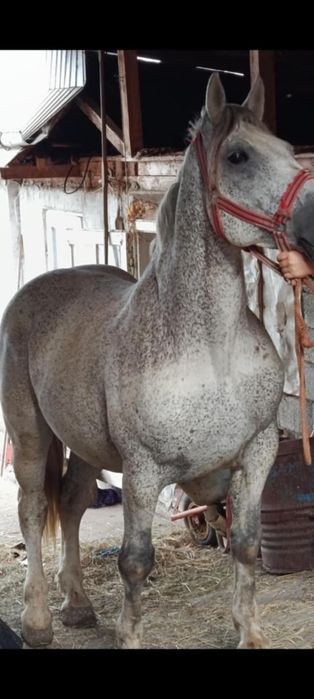 Vând un harmasar  și 2 iepe