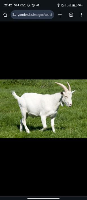 Козы маленький и болшие