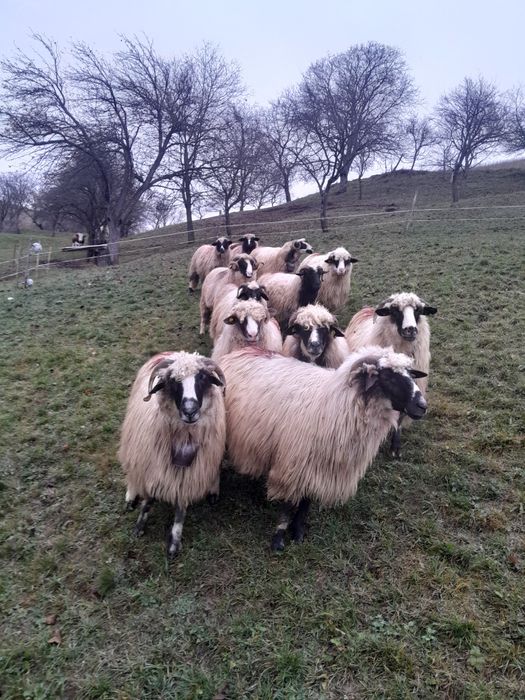 Vind oi breza tinere