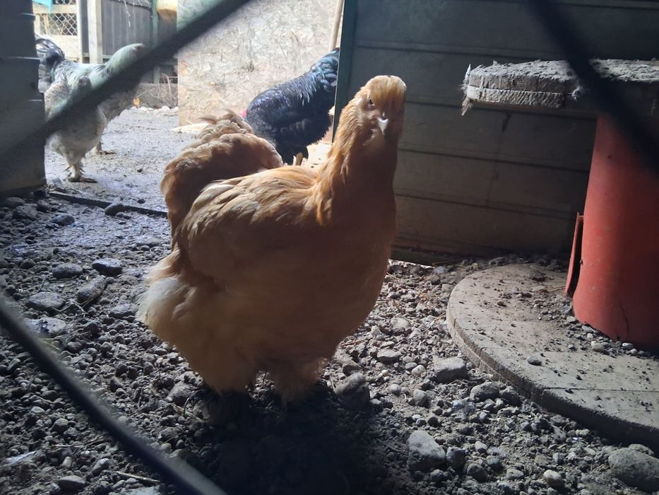 O pereche conconchina bobat si galben