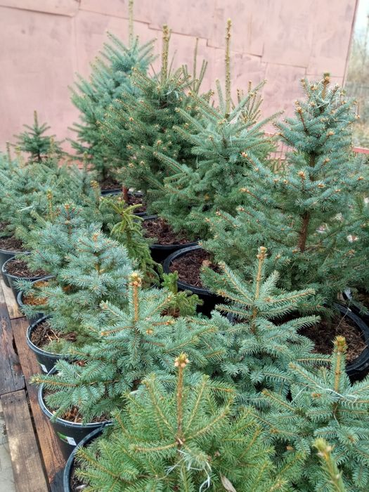 Ель сибирская,ель голубая