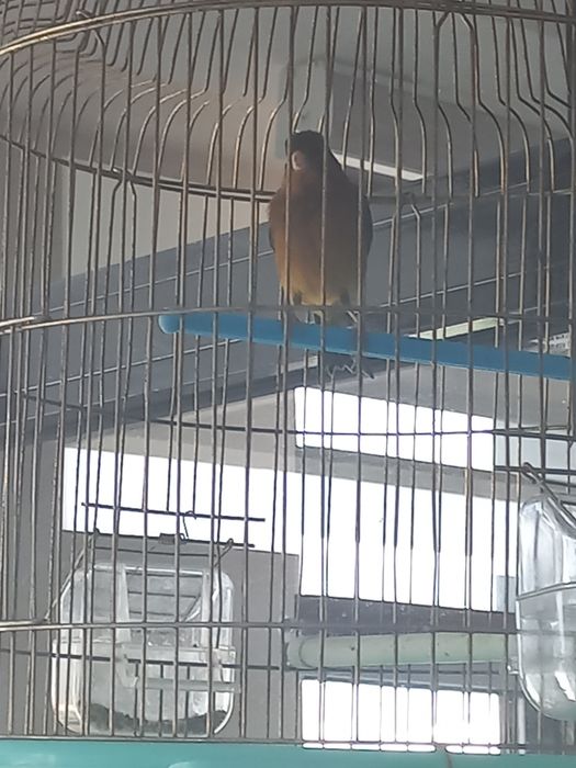 Канарейка сотилади