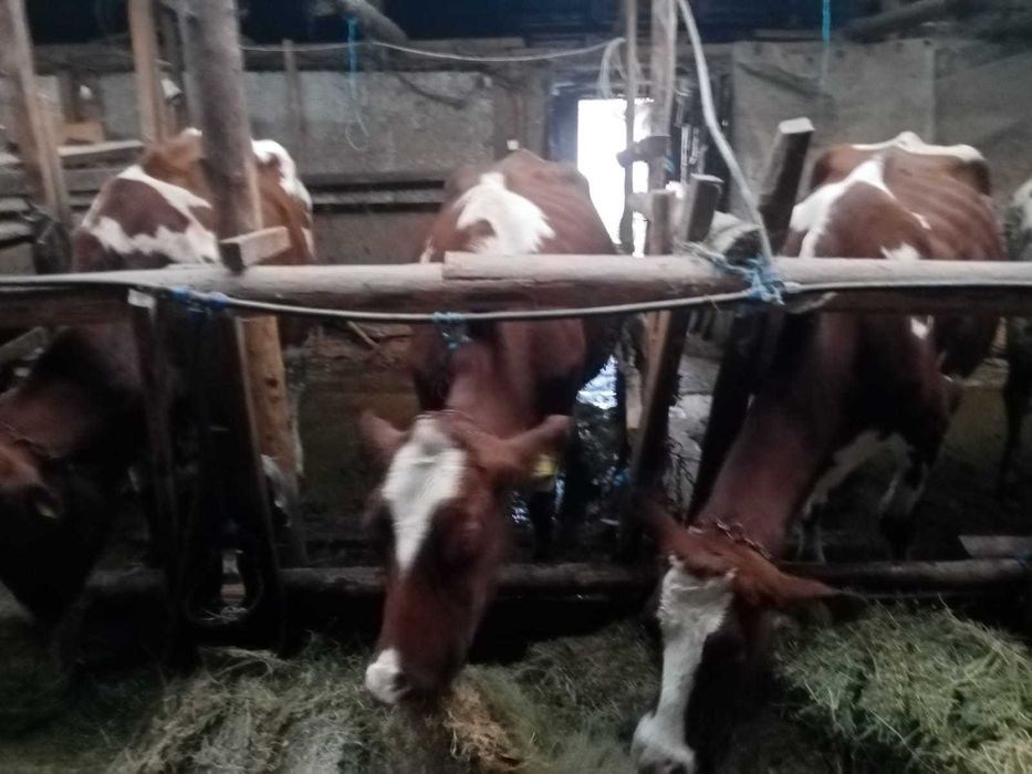 Vind vaci Red holstein.