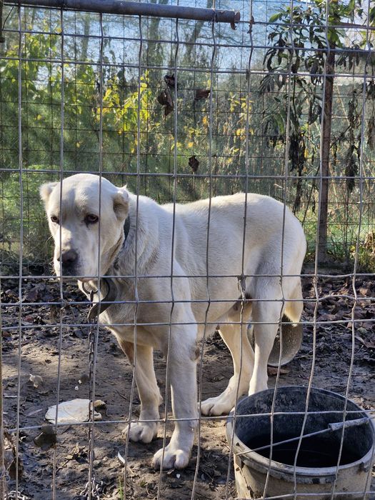 Ciobanesc de asia centrala