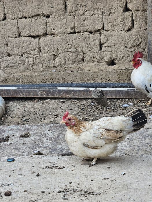 Декоративные куры