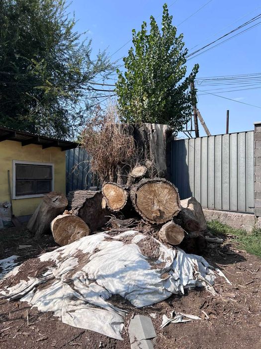 Тополь на дрова. Самораспил самопогруз и самовывоз