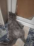 British Shorthair blue