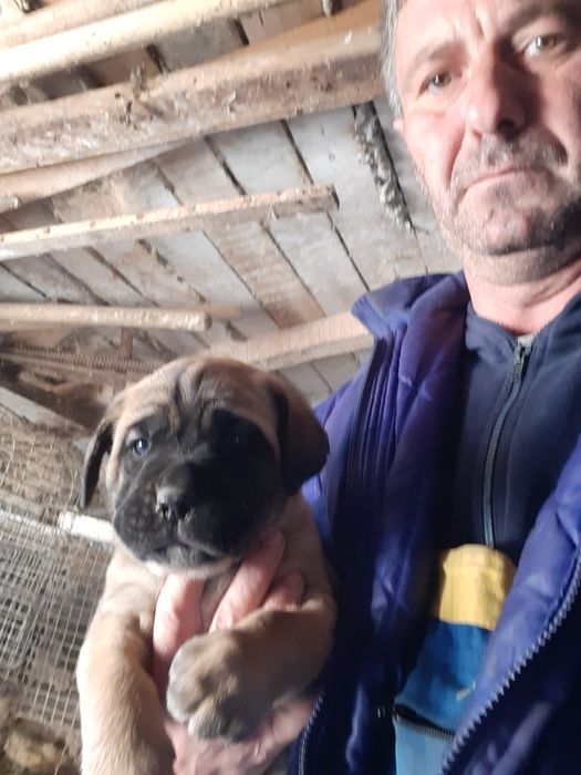 Продавам малки кученца Кане Корсо,бели и жълти.