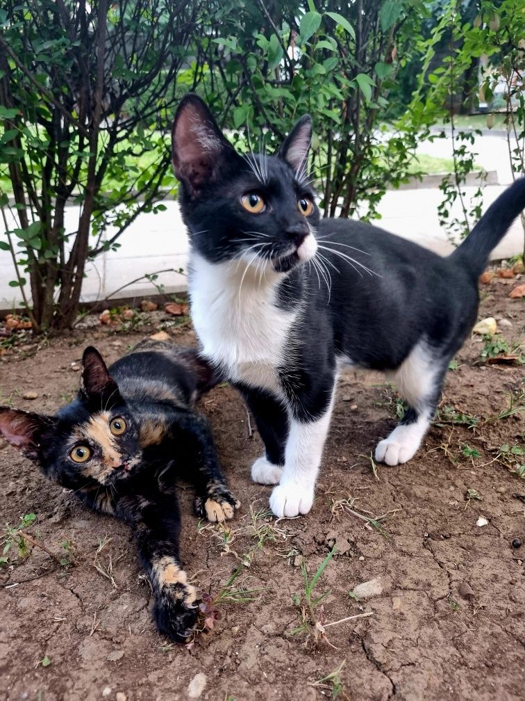 Мъжко коте търси дом!