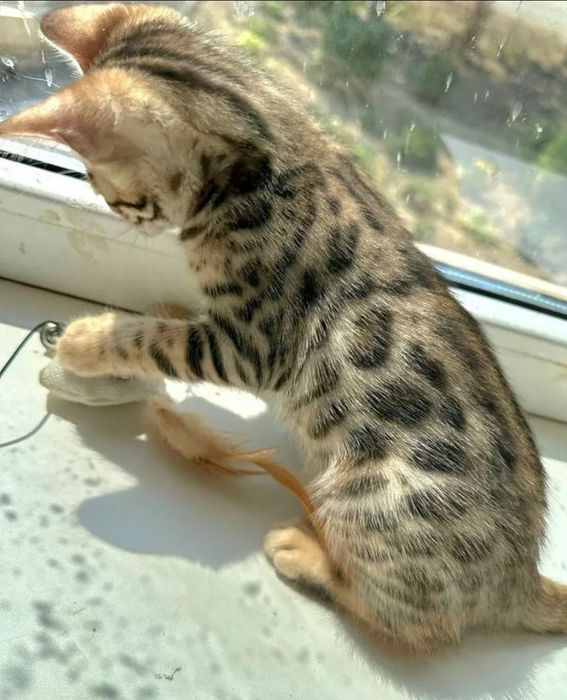 Бенгальские котята