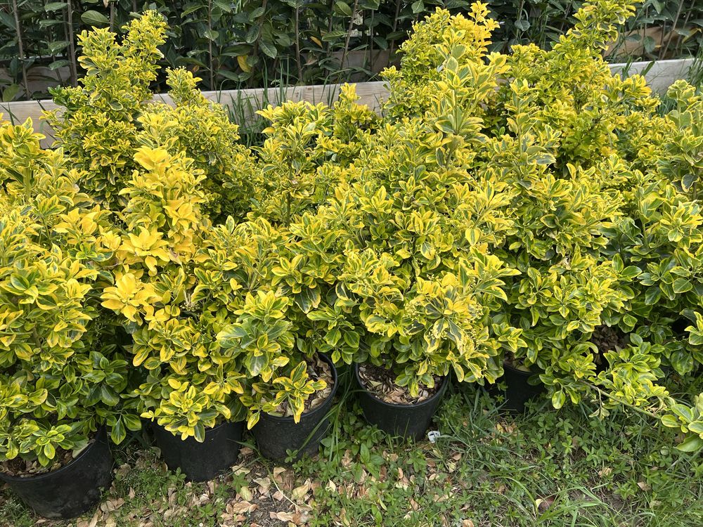 Euonymus aurea superb