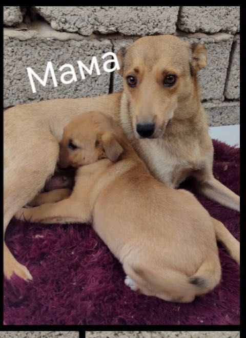 Собака- щенки бесплатно даром