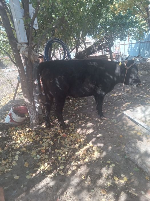 Қашар  бордақы сатылады