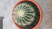 Cactus original di Italia