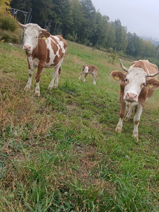 Vând juninca la prima fătare trebuie sa fete la 1  decembrie, blândă