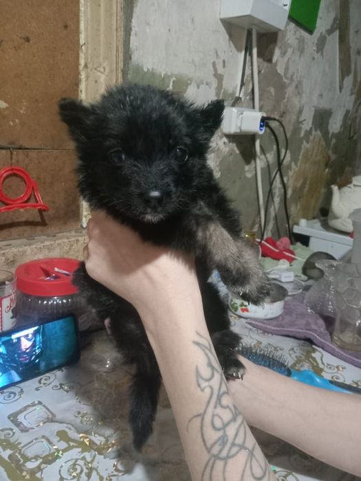 Щенок девочка ищет дом