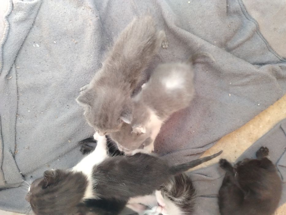 Adopți pisoiasi deparazitați