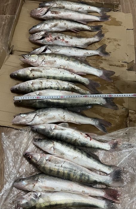 Свежий судак 500 тг