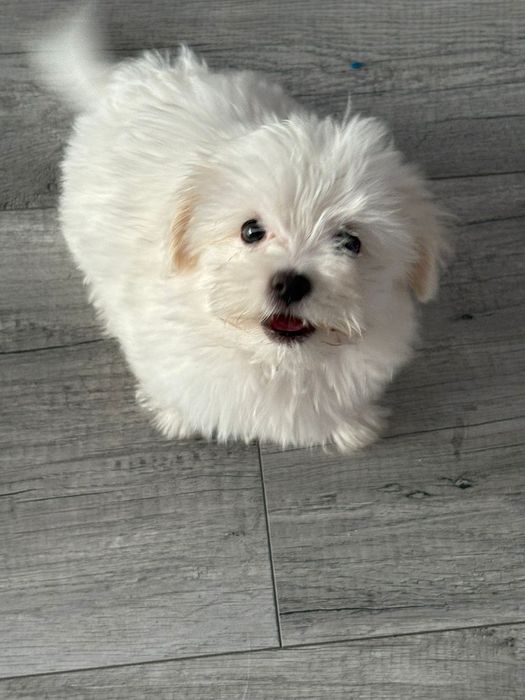 Bichon  maltez fetiță foarte jucăușe