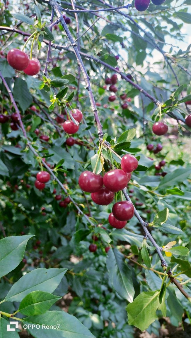 Продам спелую вишню